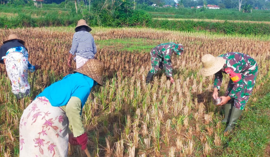 Dongkrak Swasembada Pangan, Babinsa Ketawang Karay Bantu Petani Tanam&nbsp;Jagung