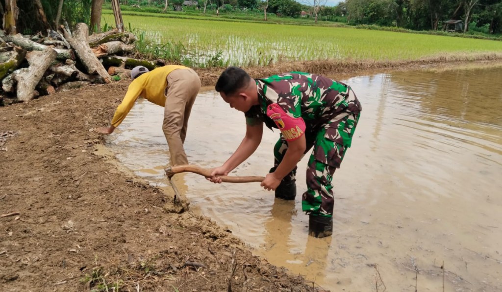 Babinsa Koramil 0827/01 Kota Bantu Pengolahan Sawah Dampingi Petani