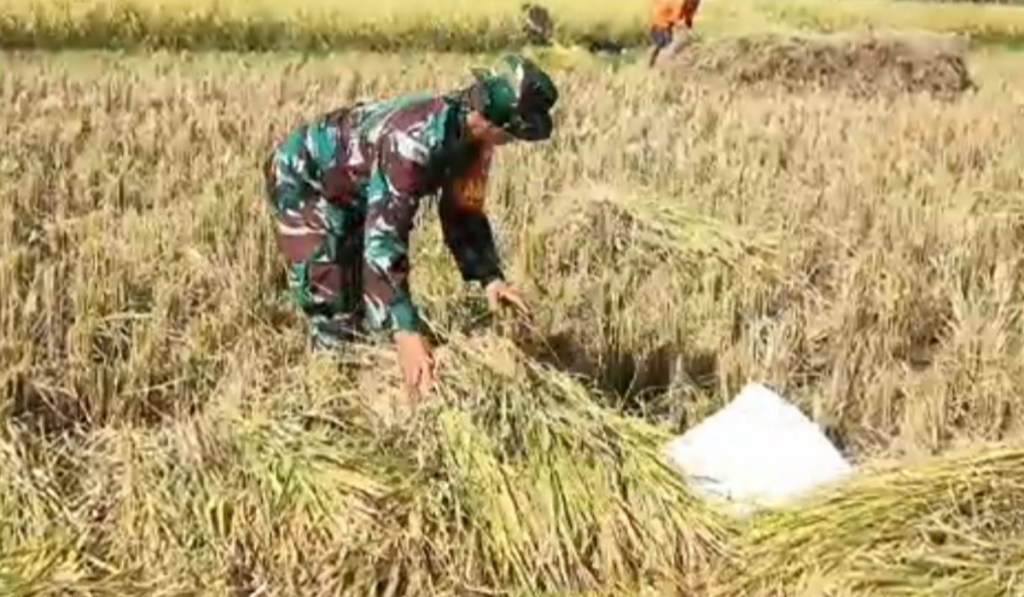 Bantu Petani Panen Padi, Bentuk Dukungan Babinsa Tanjung Sukseskan Swasembada Pangan