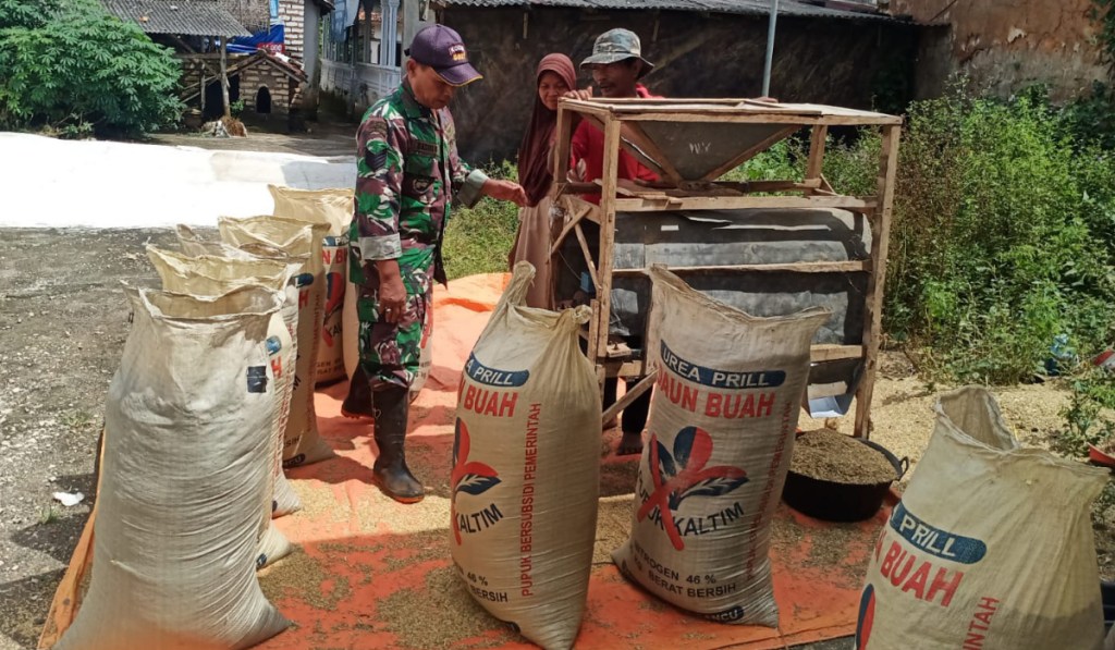 Jaga Kualitas Padi, Babinsa Koramil 0827/16 Gapura Bantu Jemur Padi