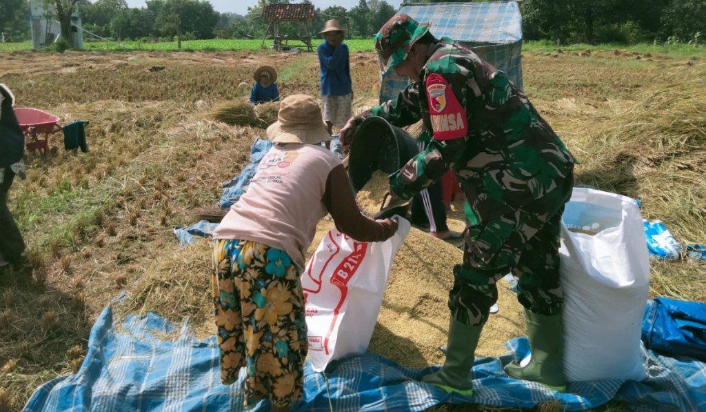 Bentuk Kepedulian pada Warga Binaan, Babinsa Saronggi Bantu Petani Panen&nbsp;Padi