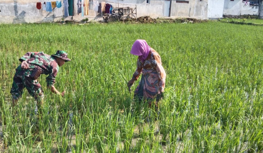 Babinsa Koramil 09/Pragaan Dampingi Petani Siangi Tanaman Padi