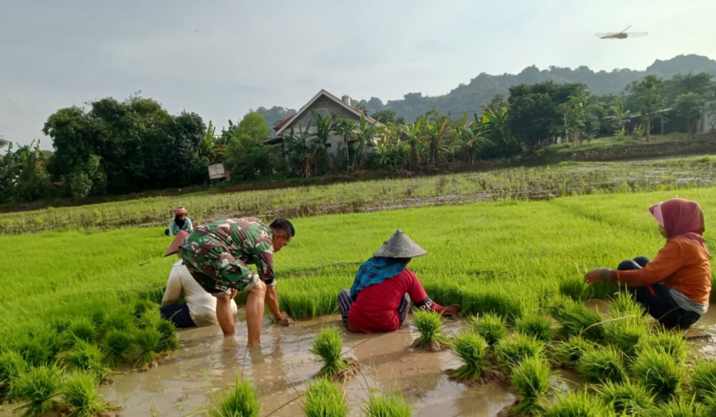 Semangat Babinsa Turun ke Sawah Bantu Petani Cabut Bibit Padi Siap Tanam