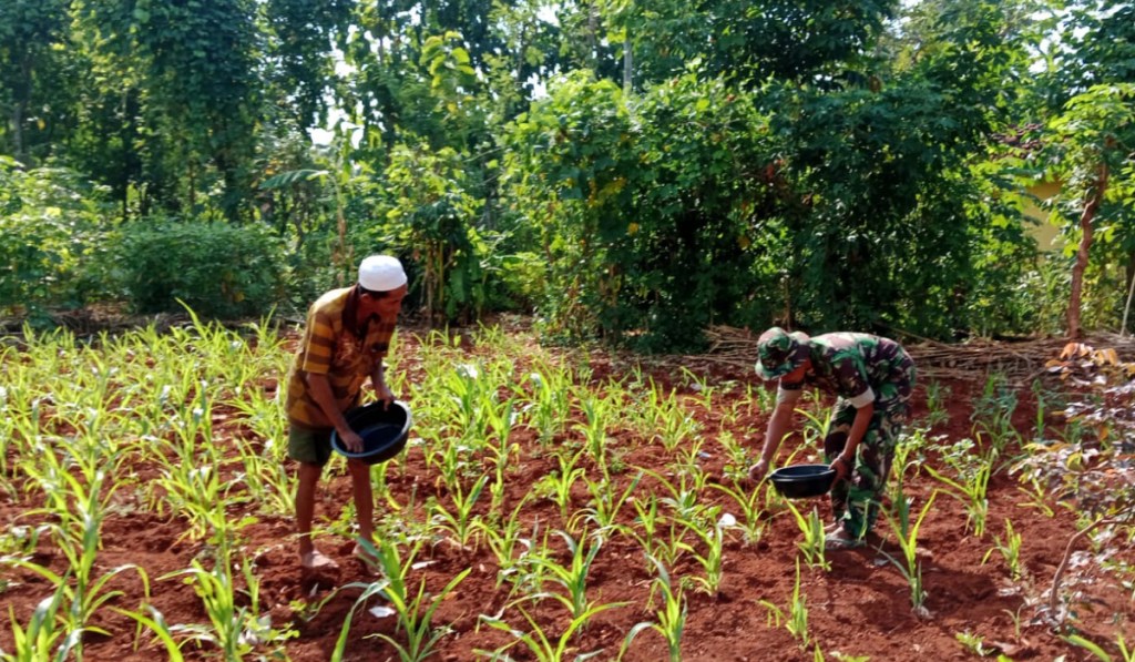 Musim Kemarau, Petani di Kalianget Barat Pilih Tanam&nbsp;Jagung