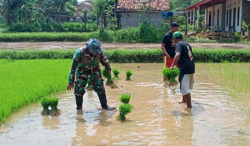 Tingkatkan Ketahanan Pangan, Babinsa Kecer Bantu Petani Tanam Padi