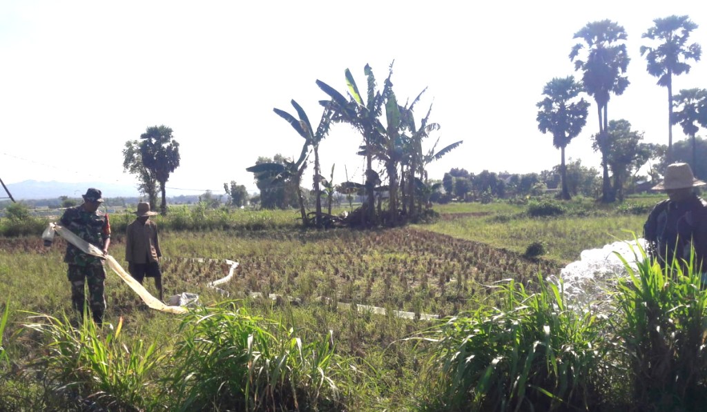 Babinsa : Pompanisasi Menjadi Solusi Tingkatkan Produksi Padi di Saronggi