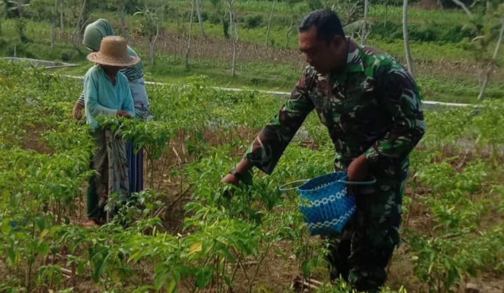 Penguatan Ketahanan Pangan, Babinsa Ellak Daya Bantu Petani Panen Cabai