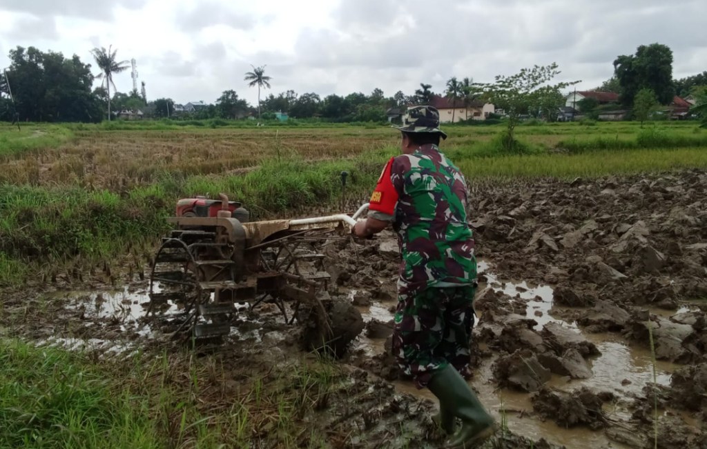 Babinsa Garap Sawah, Mulai Memasuki Masa Tanam Padi Periode 2