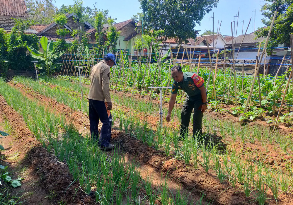 Babinsa Bantu Petani Rawat Tanaman Bawang Merah di&nbsp;Talango