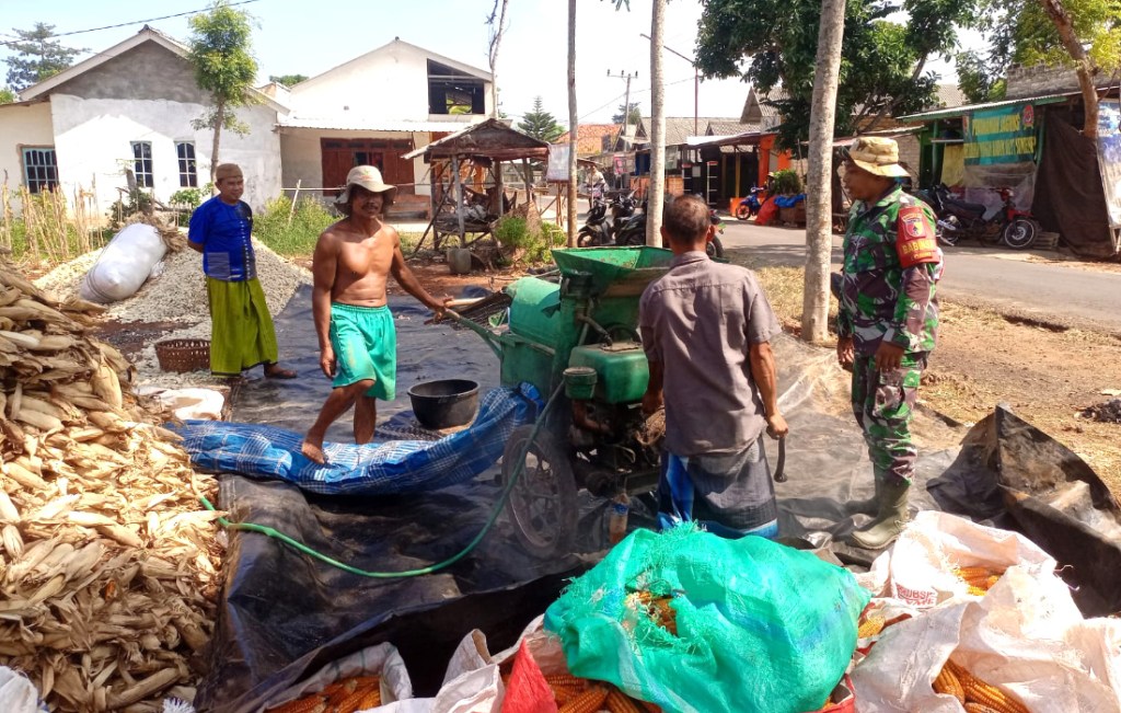 Babinsa Bantu Pemipilan Jagung Usai Panen 2 Ton di Palasa