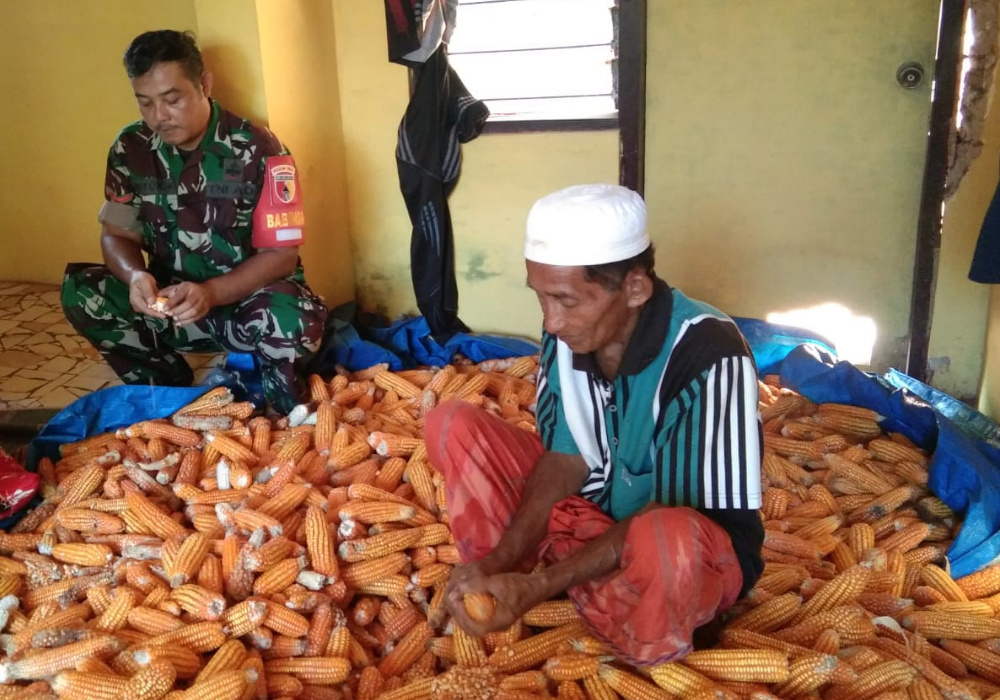 Panen Jagung di Talango, Babinsa Harap Harga Jagung&nbsp;Meningkat