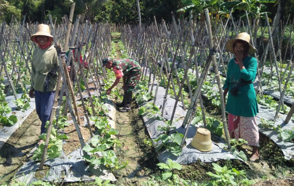 Motivasi Babinsa Kepada Petani Melon di Banjar&nbsp;Barat