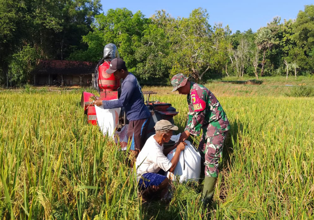 Girangnya Petani di Dasuk, Dapat Hasil Panen Padi&nbsp;Melimpah