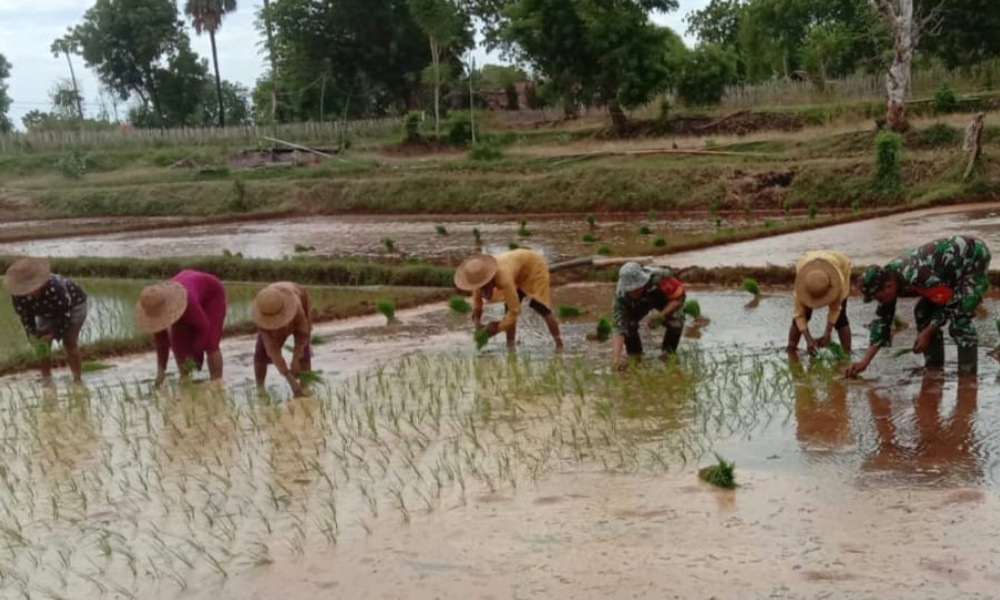 Targetkan 10 Hektar, Babinsa Dukung Perluasan Area Tanam Padi di Batu Putih