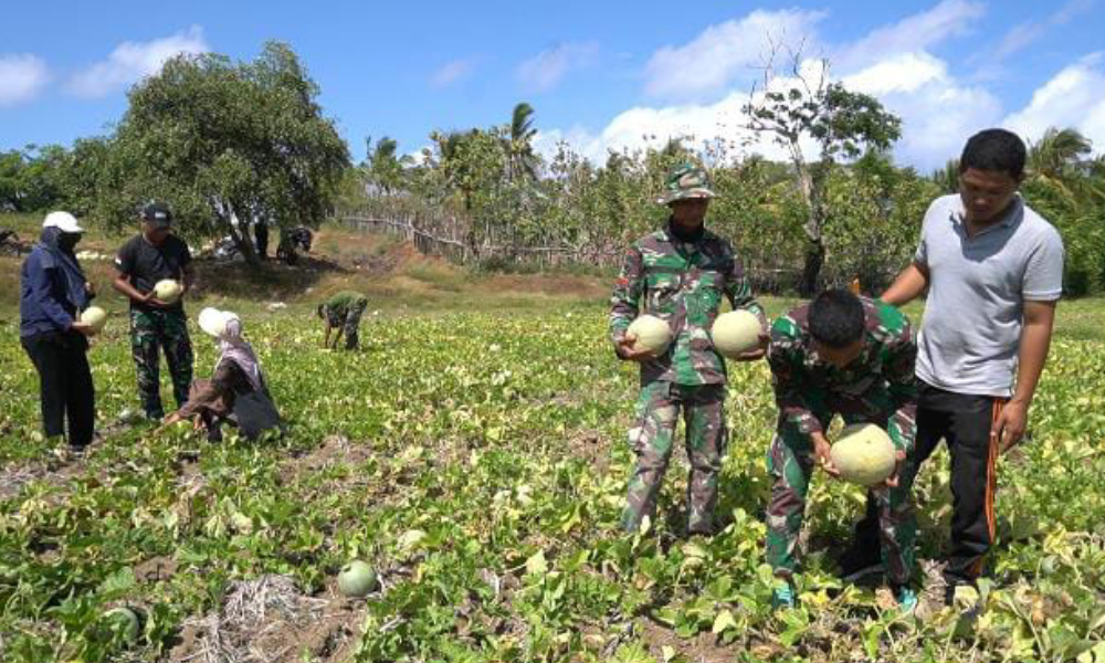 Satgas TMMD Panen Melon bersama Petani, Prada Reza : Ini Masih Jadi&nbsp;Primadona