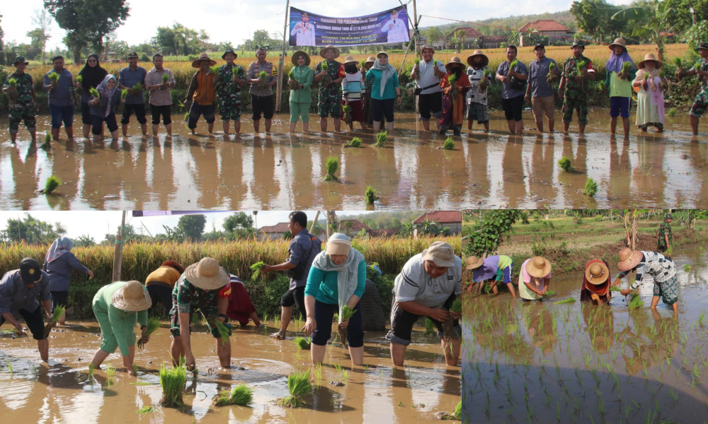 Penanaman Padi Program Unggulan KASAD Jadi Sasaran Tambahan TMMD&nbsp;121