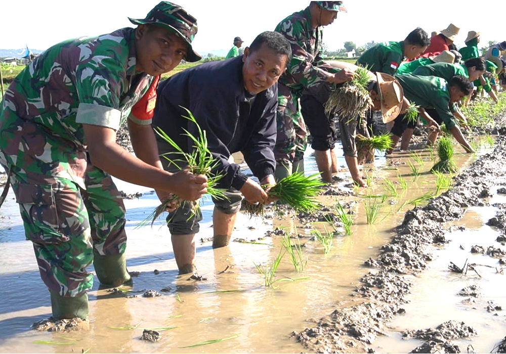 Dukung PAT, Dandim 0827 Sumenep Ikut Gerakan Tanam Padi di Saronggi