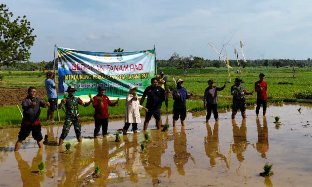 Dukung PAT, Babinsa Tanam Padi Seluas 0,5 Hektar di Dungkek
